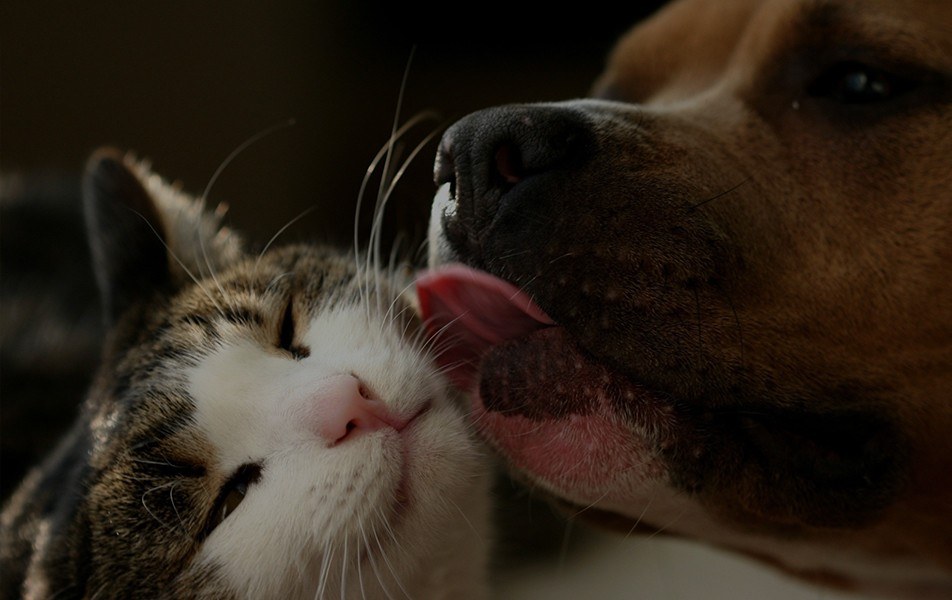 Dog kisses cat