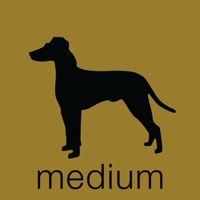 Medium Dog