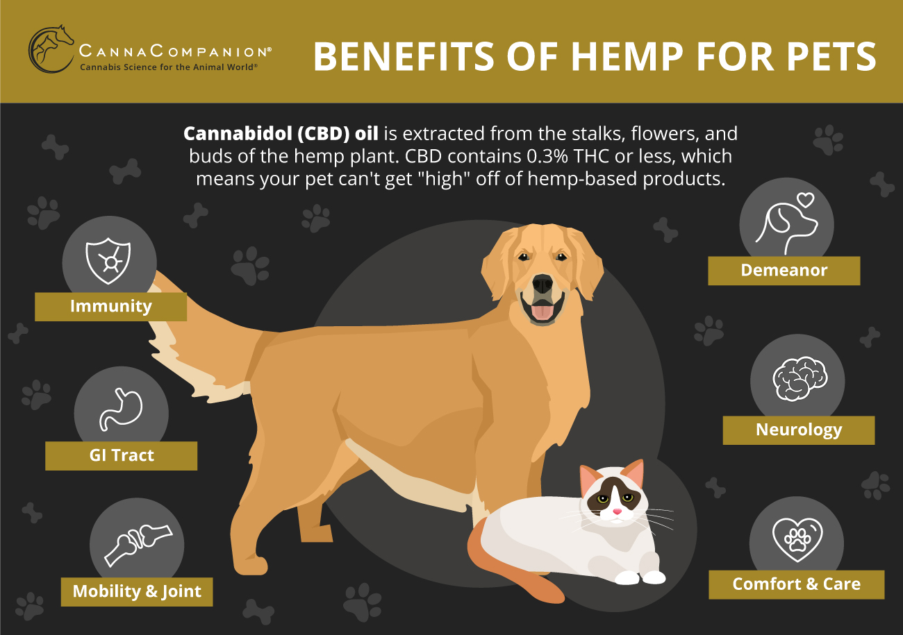 Ultimate Guide to Cannabis Oil for Dogs & Cats