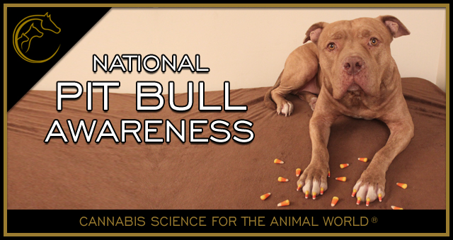 October is Pit Bull Awareness Month!