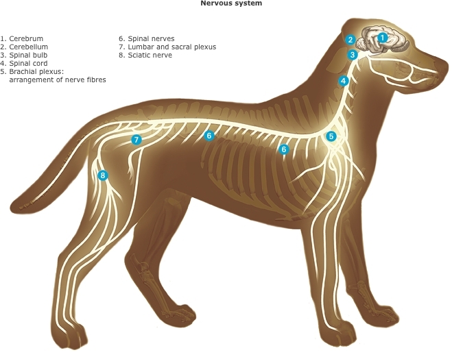 System animal. Периферическая нервная система собаки. Нервная система собаки анатомия. Центральная нервная система собаки. Нервная система млекопитающих собака.