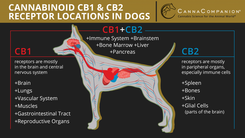How long until cbd works on dogs