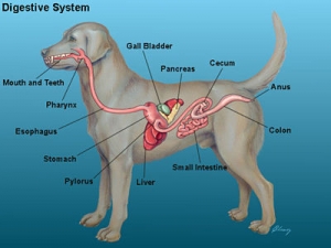 Dog digestive system diagram