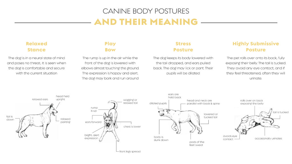 cannacompanion_dog-posture-chart-01